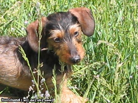 Rauhhaardackel (Zwergdackel) Hunde Foto 11691 Rauhhaardackel (Zwergdackel) Im Gras