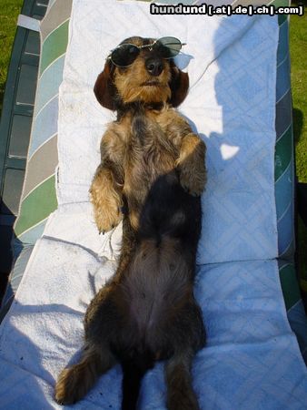 Rauhhaardackel (Zwergdackel) Hunde Foto 6033 Rauhhaardackel (Zwergdackel) Yäky (Duna) vom Feldkamp