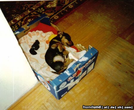 Rauhhaardackel (Zwergdackel) Hunde Foto 13027 Rauhhaardackel (Zwergdackel) Baby Nutsch in Körbchen