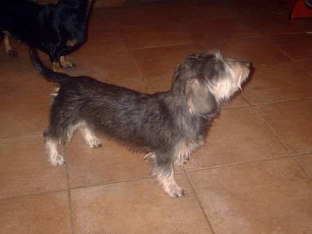 Rauhhaardackel (Zwergdackel) Hunde Foto 27821 Rauhhaardackel (Zwergdackel) Angelina-Martischa von der Hommelheide