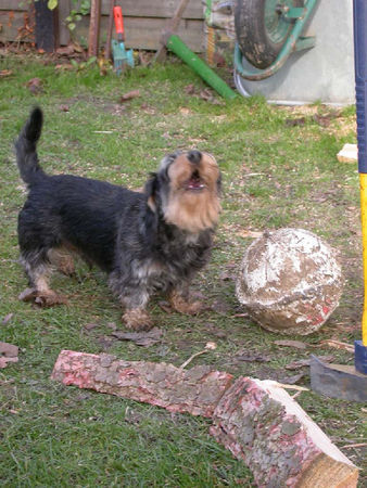 Rauhhaardackel (Zwergdackel) Hunde Foto 39378 in höherer Auflösung ansehen Rauhhaardackel (Zwergdackel) dustin singt!!!