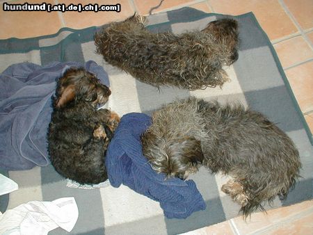 Rauhhaardackel (Zwergdackel) Hunde Foto 6382 Rauhhaardackel (Zwergdackel) unsere drei süßen. Stina & Lena & Nele