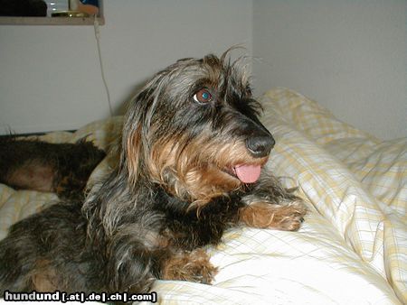 Rauhhaardackel (Zwergdackel) Hunde Foto 6383 Rauhhaardackel (Zwergdackel) unsere große liebe Lena