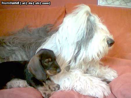 Rauhhaardackel (Zwergdackel) Hunde Foto 11368 Rauhhaardackel (Zwergdackel) unser kleines Dackelbaby hat schon eine große Beschützerin gefunden