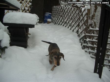 Rauhhaardackel (Zwergdackel) Hunde Foto 17678 Rauhhaardackel (Zwergdackel) 14 und noch kein bisschen müde !