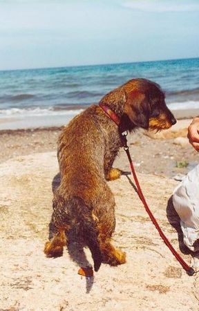 Rauhhaardackel (Zwergdackel) Hunde Foto 38121 in höherer Auflösung ansehen Rauhhaardackel (Zwergdackel) Kann ich jetzt endlich ins Wasser?