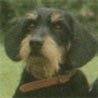 Rauhhaardackel (Zwergdackel), Dackel, Teckel, Dachshund Rauhhaardackel (Zwergdackel), Dackel, Teckel, Dachshund