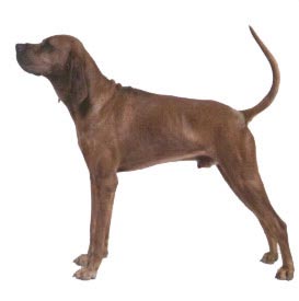 Redbone Coonhound