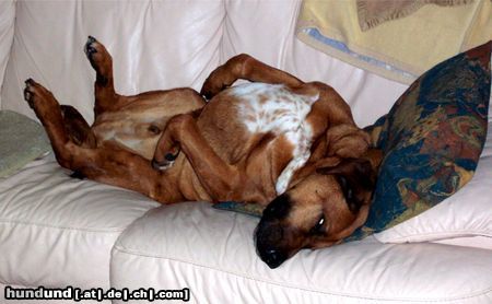 Redbone Coonhound Faro as couch potato 