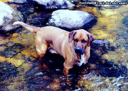 Redbone Coonhound Faro - Gone fishing 