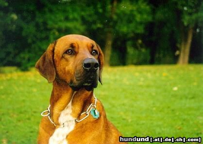 Redbone Coonhound Faro - Ein Souveräner Hund 