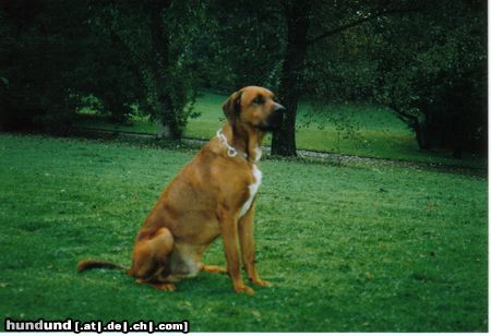 Redbone Coonhound Faro mitten im Park 