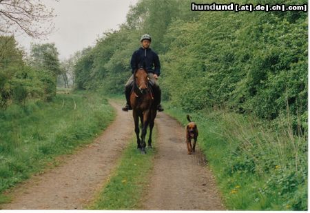Redbone Coonhound Faro - Vorbereitung auf Pferde Begleitprüfung