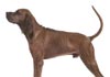 Redbone Coonhound Hund