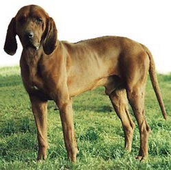 Redbone Coonhound