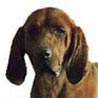 Redbone Coonhound