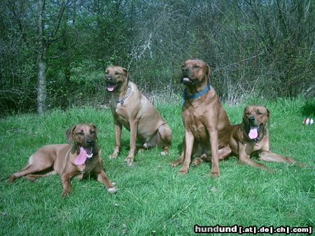 Rhodesian Ridgeback Hunde Foto 11166 Rhodesian Ridgeback Unsere richis & Freunde