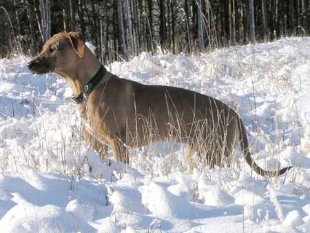 Rhodesian Ridgeback Hunde Foto 1687 Rhodesian Ridgeback Kariba Lakes Red Ifama mit 6,5 Monaten