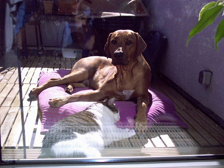 Rhodesian Ridgeback Hunde Foto 29103 Rhodesian Ridgeback