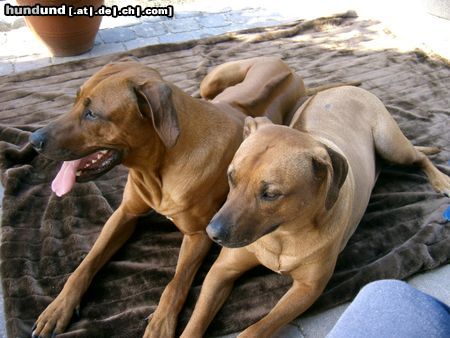 Rhodesian Ridgeback Hunde Foto 21047 Rhodesian Ridgeback ben und fynn