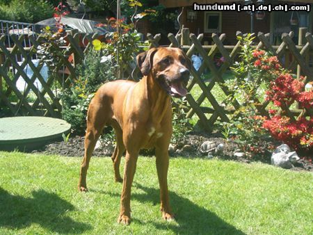 Rhodesian Ridgeback Hunde Foto 22791 in höherer Auflösung ansehen Rhodesian Ridgeback Unser Süßer