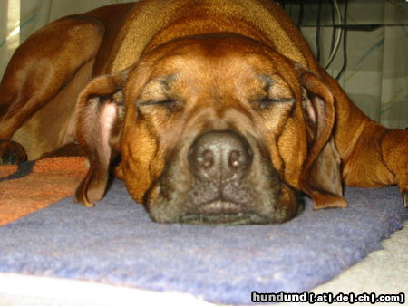 Rhodesian Ridgeback Hunde Foto 24333 in höherer Auflösung ansehen Rhodesian Ridgeback Aika im Land der Träume