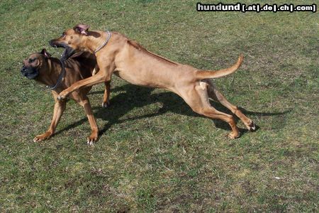 Rhodesian Ridgeback Hunde Foto 15767 in höherer Auflösung ansehen Rhodesian Ridgeback Otis und Andra beim Toben.