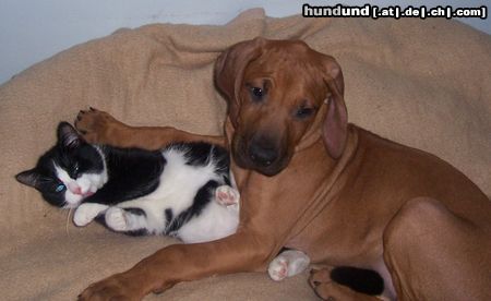 Rhodesian Ridgeback Hunde Foto 18337 in höherer Auflösung ansehen Rhodesian Ridgeback ....ich finds einfach süss....