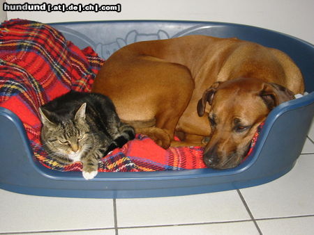 Rhodesian Ridgeback Hunde Foto 26073 in höherer Auflösung ansehen Rhodesian Ridgeback Aika und Tiger