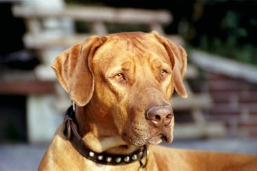 Rhodesian Ridgeback Hunde Foto 602 Rhodesian Ridgeback Igor