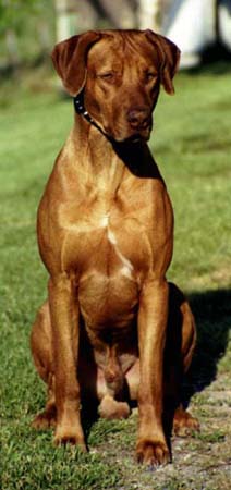 Rhodesian Ridgeback Igor