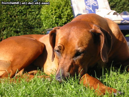 Rhodesian Ridgeback Hunde Foto 26451 in höherer Auflösung ansehen Rhodesian Ridgeback .... bin ich müde!!!!