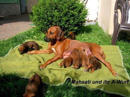 Rhodesian Ridgeback Hunde Foto 29221 in höherer Auflösung ansehen Rhodesian Ridgeback Mahsati und die Welpen