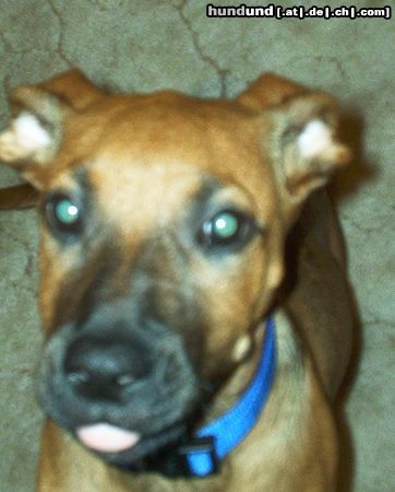 Rhodesian Ridgeback Hunde Foto 11044 Rhodesian Ridgeback Gingermaus