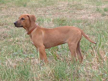 Rhodesian Ridgeback Hunde Foto 1373 Rhodesian Ridgeback RR Hündin mit 4 Monaten