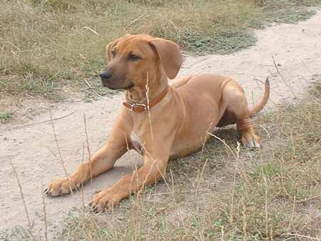Rhodesian Ridgeback RR Hündin mit 4 Monaten