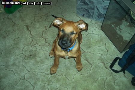 Rhodesian Ridgeback Hunde Foto 11047 Rhodesian Ridgeback Gingermaus