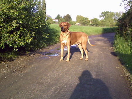 Rhodesian Ridgeback Hunde Foto 32282 Rhodesian Ridgeback