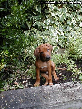 Rhodesian Ridgeback Hunde Foto 13907 Rhodesian Ridgeback Mehr über mich gibts unter www.coujoe.de