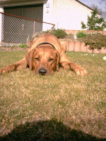 Rhodesian Ridgeback Hunde Foto 29104 Rhodesian Ridgeback