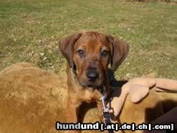 Rhodesian Ridgeback Ghawni beim Sonnenbad