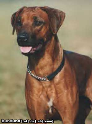 Rhodesian Ridgeback Hunde Foto 19162 in höherer Auflösung ansehen Rhodesian Ridgeback Eine sehr stolze Hündin
