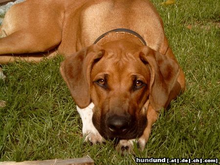 Rhodesian Ridgeback Hunde Foto 6329 Rhodesian Ridgeback Nasibu Dheyna (6 Mon.)