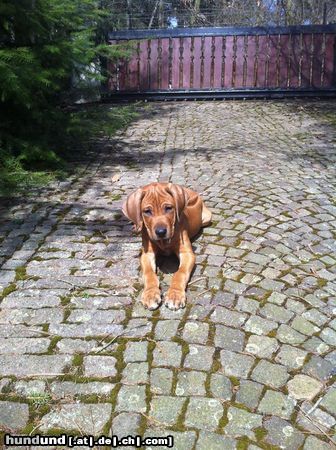 Rhodesian Ridgeback Unser King mit 3 Moaten