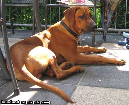 Rhodesian Ridgeback Hunde Foto 13096 Rhodesian Ridgeback Perfect Little Booker von Assindia