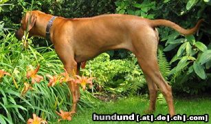 Rhodesian Ridgeback Hunde Foto 13226 Rhodesian Ridgeback Perfect Little Booker von Assindia