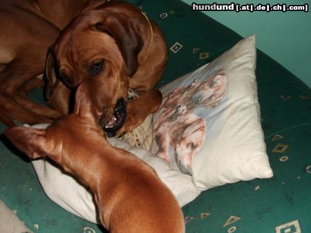 Rhodesian Ridgeback Hunde Foto 20720 Rhodesian Ridgeback bantou und sein zwergenfreund tristan