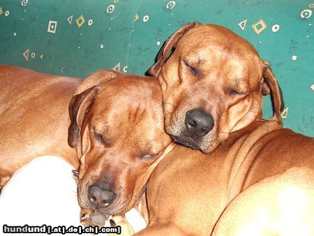 Rhodesian Ridgeback Hunde Foto 20719 Rhodesian Ridgeback wahre liebe unter rüden !!!!