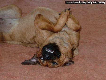 Rhodesian Ridgeback Hunde Foto 16081 in höherer Auflösung ansehen Rhodesian Ridgeback GRINS