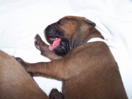 Rhodesian Ridgeback Hunde Foto 30754 Rhodesian Ridgeback Rhodesian Ridgeback- Welpen aus Championzucht abzugeben.